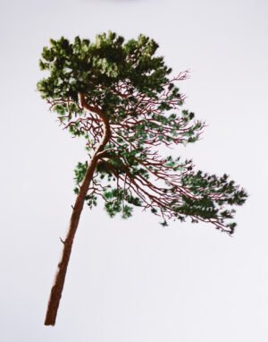 Contemporary Pine Tree Oil Painting