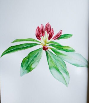 Rhododendron - Watercolour